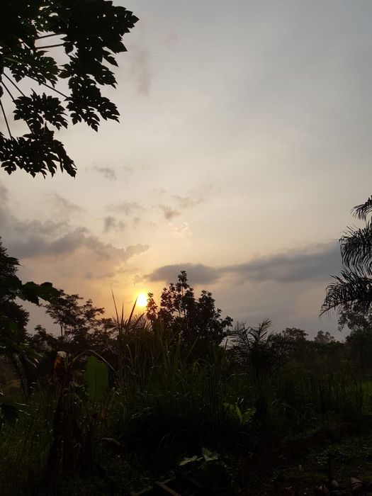 Coucher de soleil sur la forêt