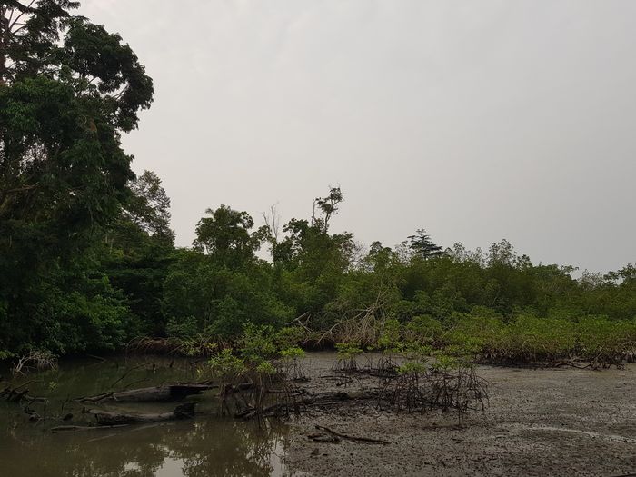 La mangrove autour de Tsango